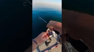 Sound of ️ pesca a spinning #molix #spinning #fishing #pescainmare #sea #bigfish #fyp #boat #pesca