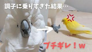 調子に乗り過ぎたタイハクオウムがセキセイインコに叱られる様子