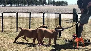 Black Iron Boerboels- South African Boerboel puppies!