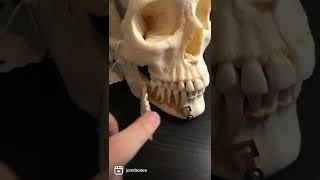 Real Human Skull!