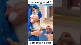 O vídeo mais engraçado de gatos de todos os tempos!