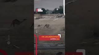 فيديو متداول لإسرائيلي وهو يركض فوق جمل بعد دويّ صفّارات الإنذار تحذيرا من قصف إيراني محتمل ⁣