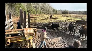 The Most Nerve Wracking Day of The Year!! || Ranching In Nova Scotia, Canada