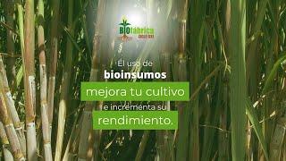 Mejora tu cultivo con ayuda de Biofertilizantes