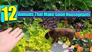 Annuals That Make Good Houseplants || Grow These Indoors This Winter