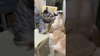 Dogs bullied by cats #funny #funnypetsmoments #cat