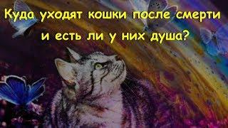 Куда уходят кошки после смерти и есть ли у них душа Where do cats go after death