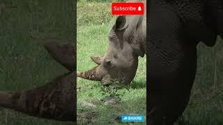 Animals on the Brink of Extinction: Save Them Before It's Too Late!#shorts