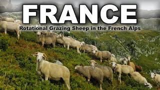 ROTATIONAL GRAZING SHEEP IN THE FRENCH ALPS ️ Raising Sheep & Goats France Traditional Shepherding