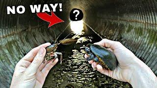 Exploring SECRET TUNNEL for Rare Creatures!