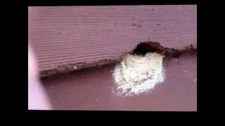 Repair woodpecker holes in wood siding