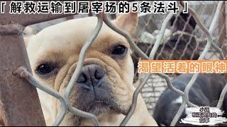 再次解救5条法斗犬，如果不拦下这个狗肉车，不知它们的命运如何 Rescued 5 more French bulldogs.Without our interception, they would