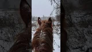 Hunter from Siberia. Охотник из Сибири.