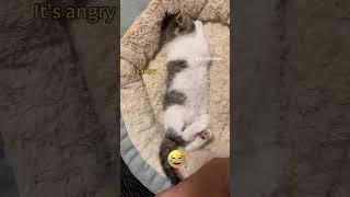  resentful cat , pyppy cat #fypシ #cat #cats #diy