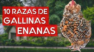 Las 10 razas de gallinas más pequeñas del mundo 