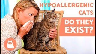 Are There Really HYPOALLERGENIC CAT BREEDS? 