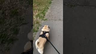 #pug #shortvideo #гуффи  #funny #shortsvideo #pacer #shortsvideo #dog #shorts #short #pedro #dogs