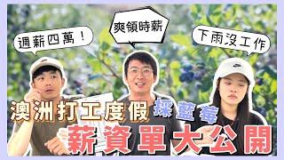 澳洲打工薪資單公開！一週可以破十萬？【小馬說】訪談ＱＡ｜澳洲採藍莓｜薪資收入｜打工度假 2023