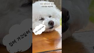 임신N주차 애견운동장 추천 #모꼬지댕애견카페 #모꼬지댕 #쌍둥이임신