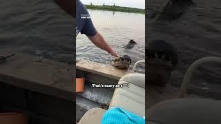 'That's scary as s***!': Massive gator tries climbing into boat #Shorts