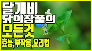 달개비(닭의장풀)의 효능과 부작용, 모든것 / 건강정보 TV (달개비 요리법, 압적초, 죽철재, 꽃말, 꽃차, 두보, 시인)