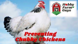 Preventing Chubby Chickens: The Danger of Overweight Hens