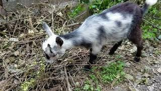 DWARF NUBIAN GOATS ON THE HOMESTEAD - MINI NUBIAN NIGERIAN DWARFS GOAT SHED - PET DAIRY GOATS