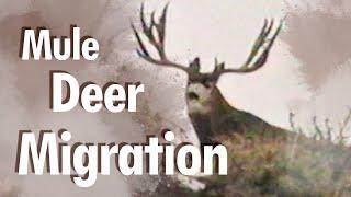 UNBELIEVABLE wildlife MIGRATION! - Story of Wyoming’s Mule Deer