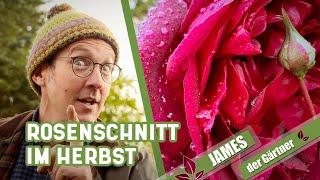 Rosen im Herbst und Winter nur wenig schneiden! | James der Gärtner