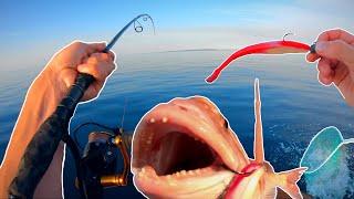 Snapper Fishing with Soft Plastics