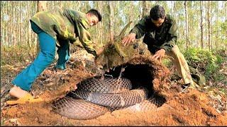 Horrifying moment. Two brave hunters grapple with a herd of giant snakes in the jungle.