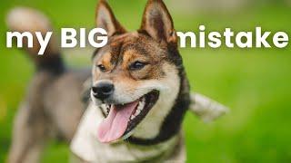 raising a SHIBA INU puppy: what I did WRONG....