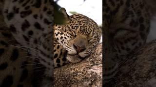 Capturing a jaguar peacefully sleeping in a tree in the Pantanal was a truly#shorts #trendingshorts