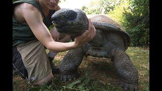 Schönbrunner Tierpfleger-Tagebuch #14: Max und Riesenschildkröte Schurli