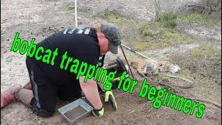 bobcat trapping for beginners HOW TO