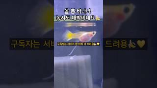 올 봄 바나나 농사도 대박이네요 초보도 키우기 쉬운 리본개체 몽키 바나나 리본 분양 구독자님들은 서비스까지!! #구피 #구피분양 #구피치어 #구피키우기