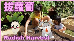 Harvesting Radish in Chinese 一起拔蘿蔔 | 戶外體驗學習中文