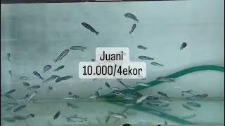 Ikan Ciclid Juani