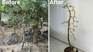 The process of shaping a bonsai with the main branch falling from above