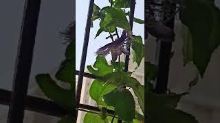 krishn kamal/Passion flower#Gardening with geet kumar English/Hindi#Shorts