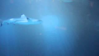 Shedd Aquarium Sharks