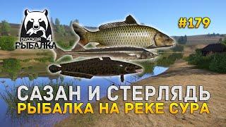 Сазан и Стерлядь. Рыбалка на реке Сура - Русская Рыбалка 4 #179