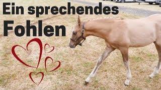 Sooo süß- ein sprechendes Fohlen | Fohlen bei der Auktion | Nörten-Hardenberg