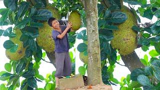 【SUB】Rural Jackfruit Buns Are Sweet and Tasty!丨rural life