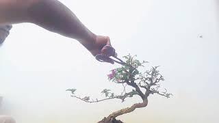 Bonsai Bougenvil Singapore #bonsai #bougenville #singapura