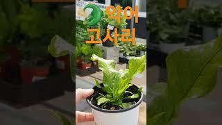 헬로우가든마켓 악어고사리