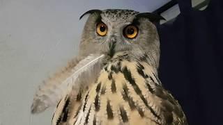 Порция вечерних УГУ по просьбам подписчиков. Eagle Owl Yollka says "UHU" and "mimimi"