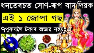 ধনতেৰচত নালগে কিনিব সোণ বা ৰূপ কিনি আনক এই ১ জোপা গছ; ৭ জনমলৈ টকাৰ অভাৱ নহয় | ab smarttips