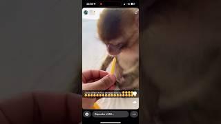 Story HMI : le singe Mowgli mange un Kebab Naan avec frite  
