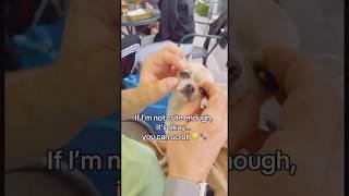 You still here? Hi, I’m Busya — nice to meet ya!  #dog #shorts #viralvideo